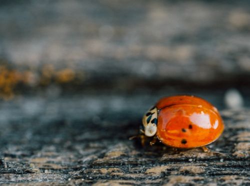 ladybug ladybird insect