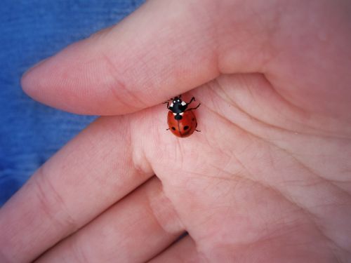 ladybug luck hand