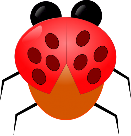 ladybug animal insects