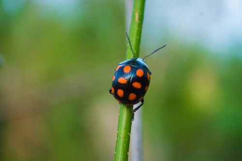 ladybug black orange