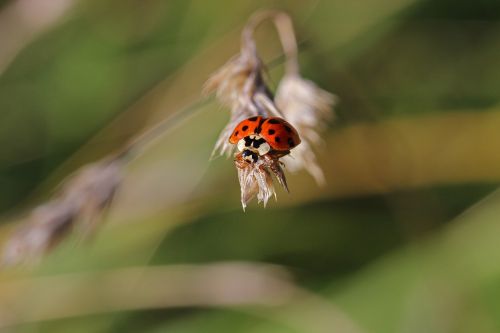 ladybug insect beetle