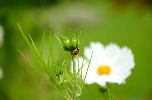 ladybug flower nature