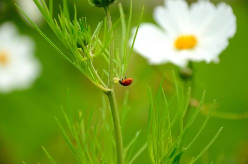 ladybug flower nature