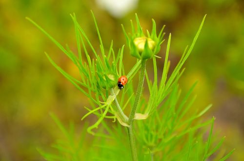 ladybug flower nature