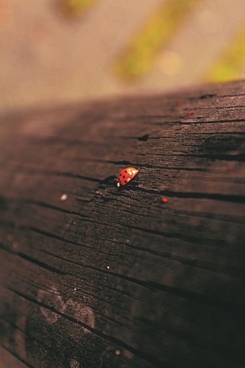 ladybug nature wood