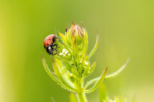 ladybug insect beetle