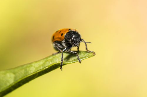 ladybug nature colors