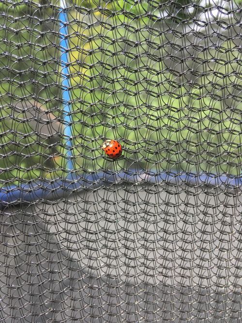 ladybug network garden