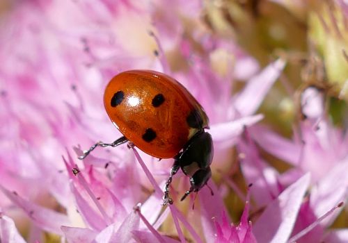 ladybug points lucky charm