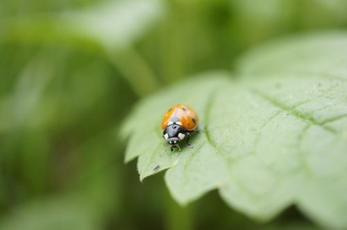 ladybug insect close