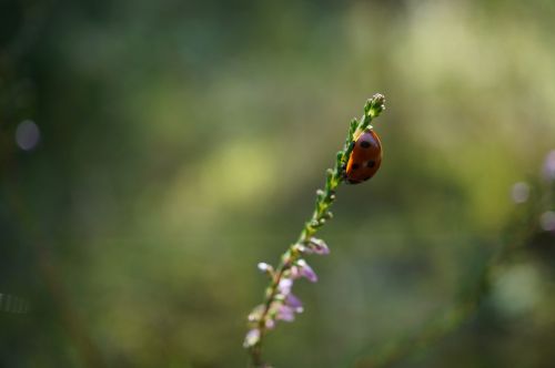 ladybug flower sun