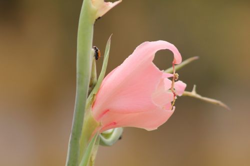 ladybug flower nature