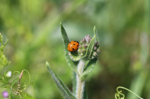 ladybug beetle nature