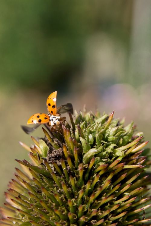 ladybug flower nature