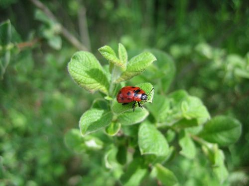 ladybug nature green