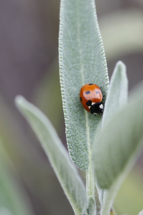 ladybug macro beetle