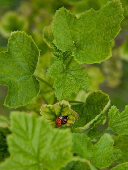 ladybug pairing beetle