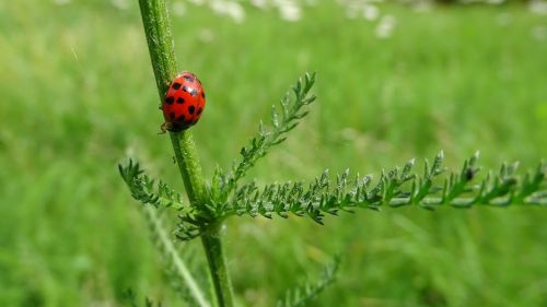 ladybug summer green