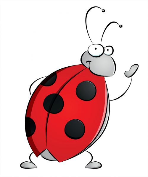 ladybug dots insect