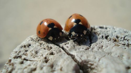 ladybug insect close