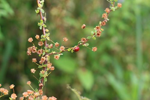 ladybug insect spring