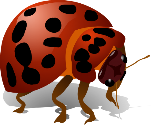 ladybug bug insect