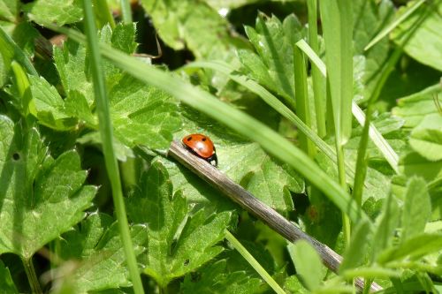 ladybug nature close up