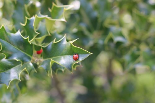 ladybug leaf nature