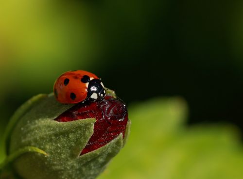 ladybug insect beetle