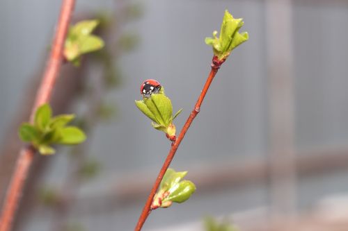 ladybug insect leaves