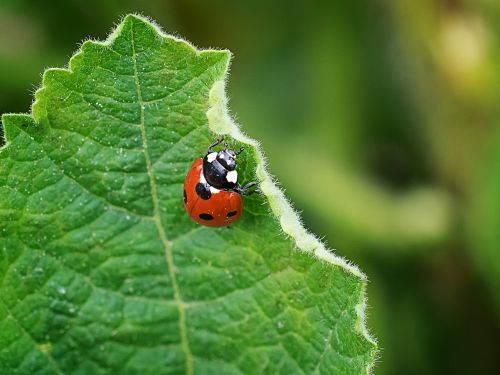 ladybug nature leaf