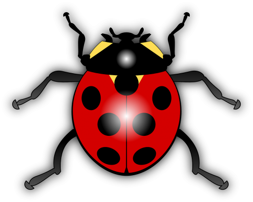 ladybug animal bug