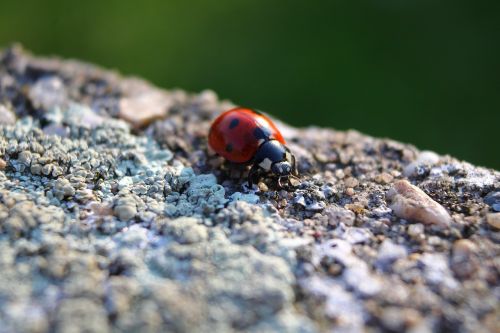 ladybug coccinellidae lucky charm