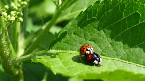 ladybug  sex