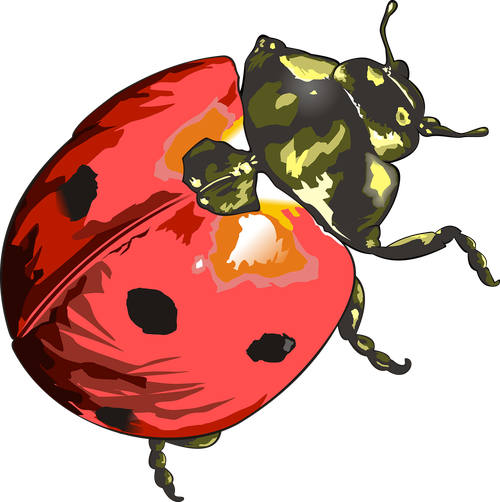 ladybug  insects  garden