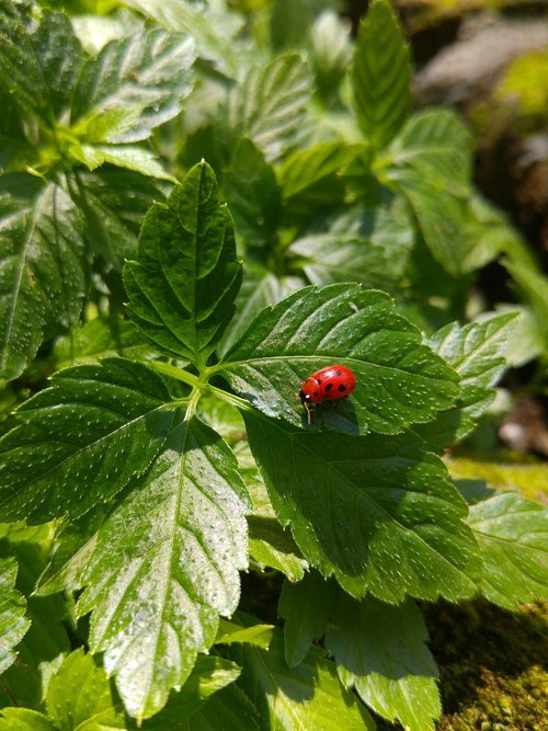 ladybug  leaf