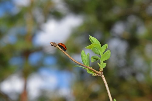 ladybug  nature  insect