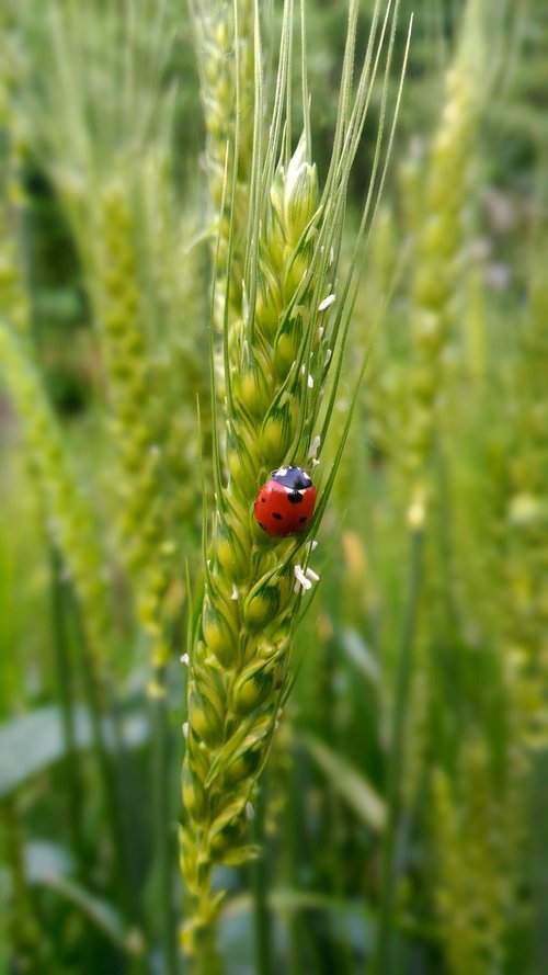 ladybug  wheat  nature