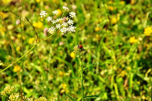 ladybug  meadow