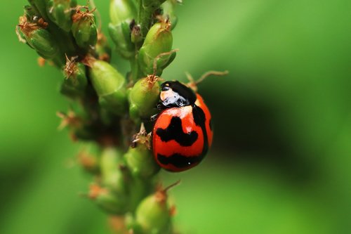 ladybug  insects  beetle