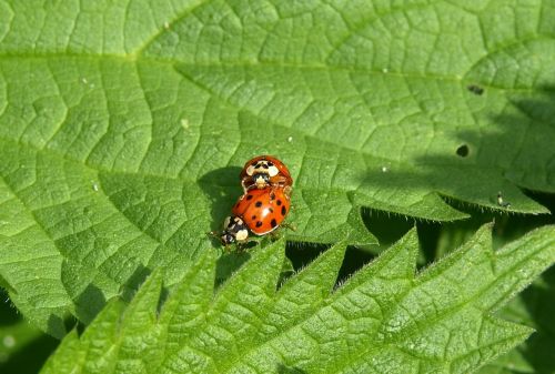 ladybug lucky charm close
