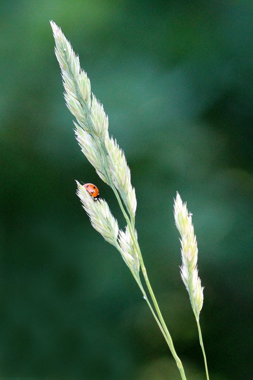 ladybug  grasses  nature