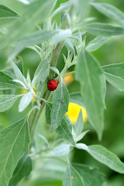 ladybug  insect  red