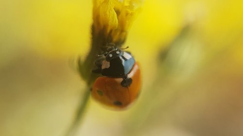 ladybug  beetle  nature