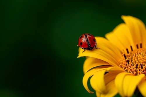 ladybug  insect  beetle