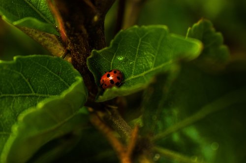 ladybug  insect  red