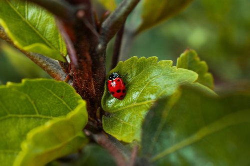 ladybug  insect  red