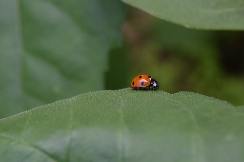 ladybug  beetle  siebenpunkt