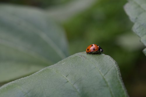 ladybug  beetle  siebenpunkt