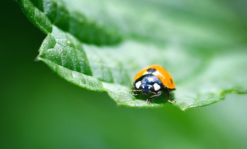 ladybug  insect  macro